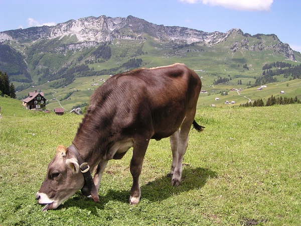 Praca w szwajcarskim gospodarstwie rolnym zajmującym się hodowlą bydła